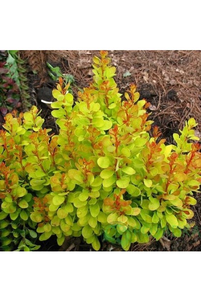 Барбарис тунберга Голден Карпет | Berberis thunbergii Golden Carpet